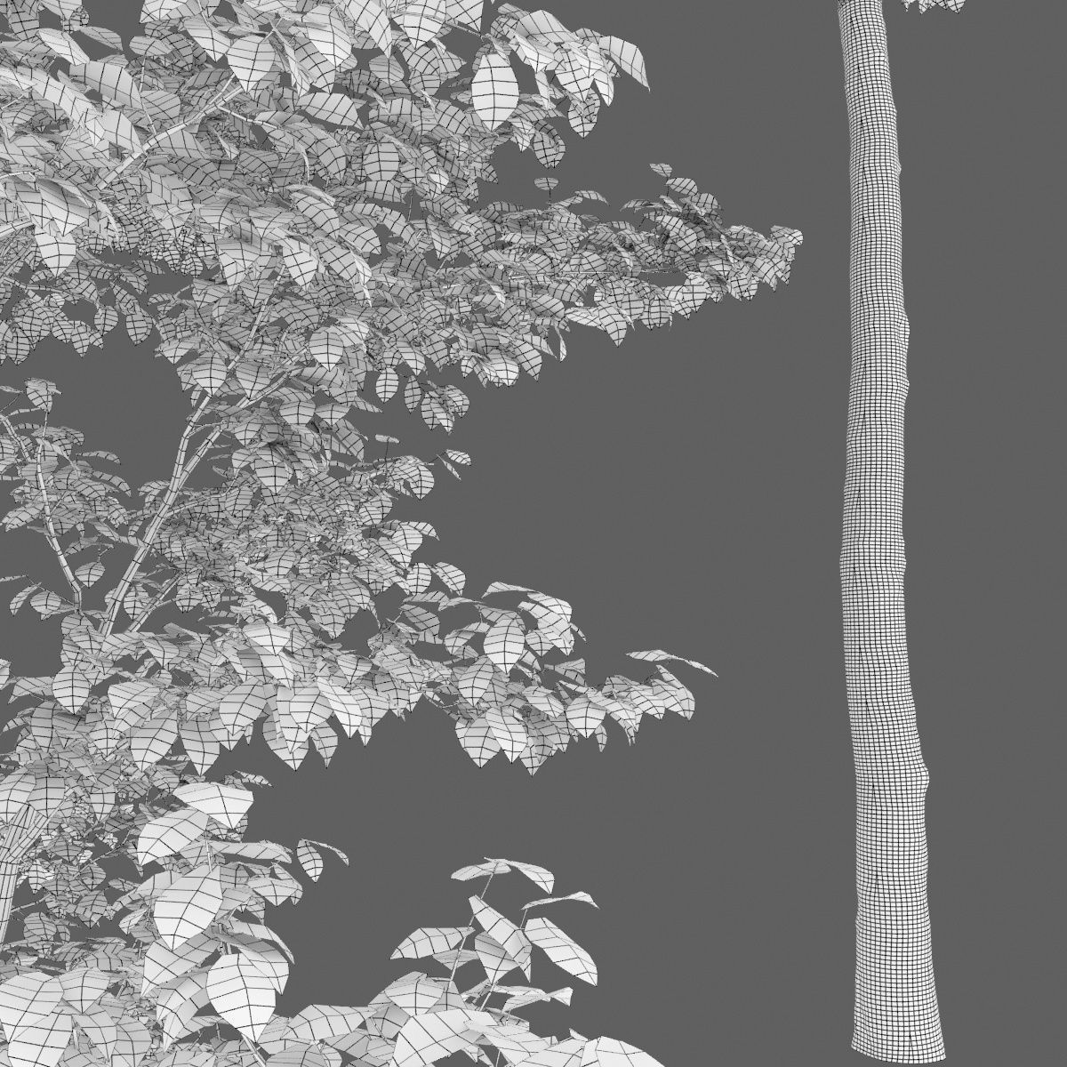 Ulmus laevis 01 3D model_8