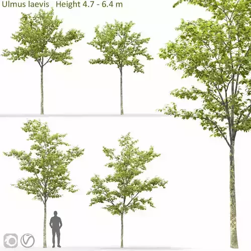 Ulmus laevis 01 3D model