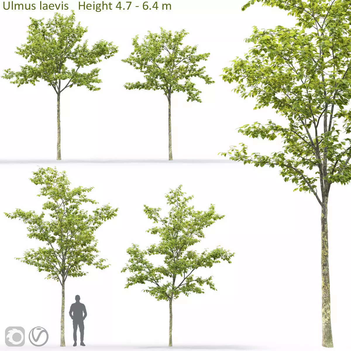 Ulmus laevis 01 3D model_0