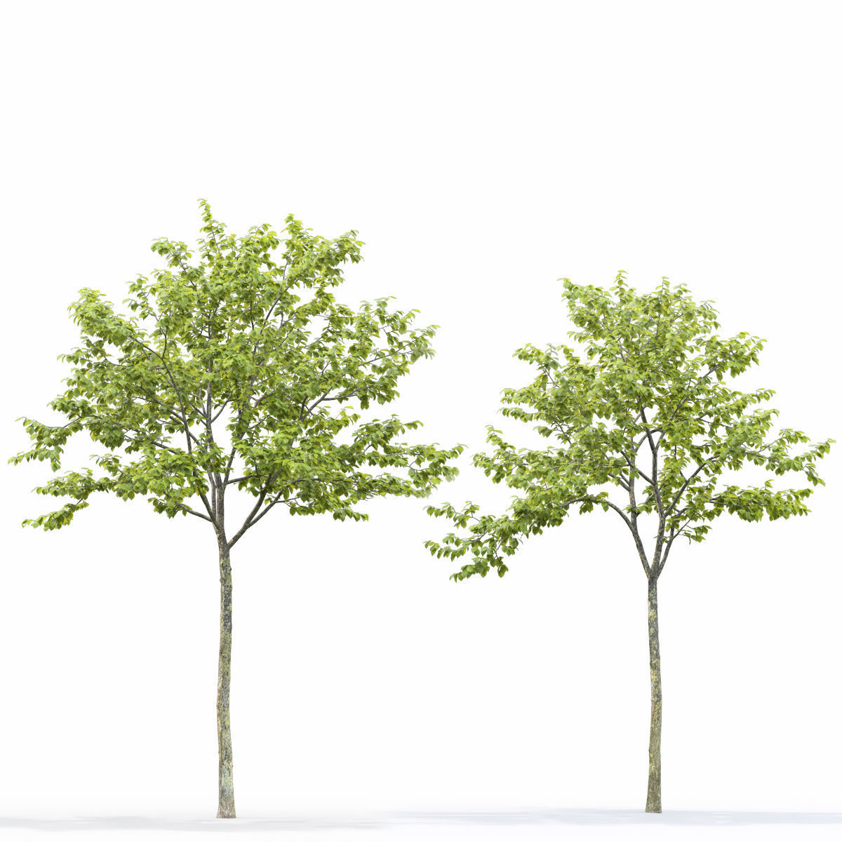Ulmus laevis 01 3D model_3