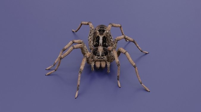 SPIDER WOLF - RIG AND GROOMING 3D model