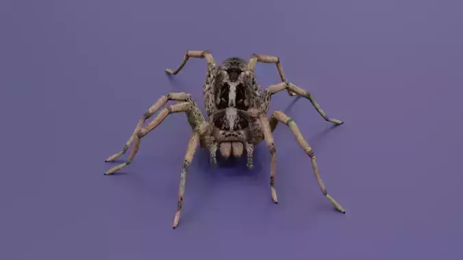 SPIDER WOLF - RIG AND GROOMING