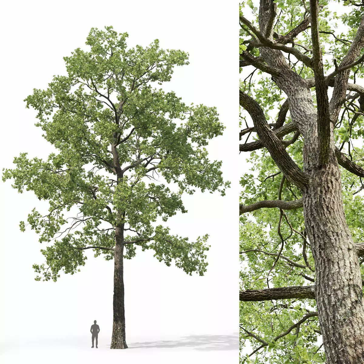 Oak-tree 05  3D model_0
