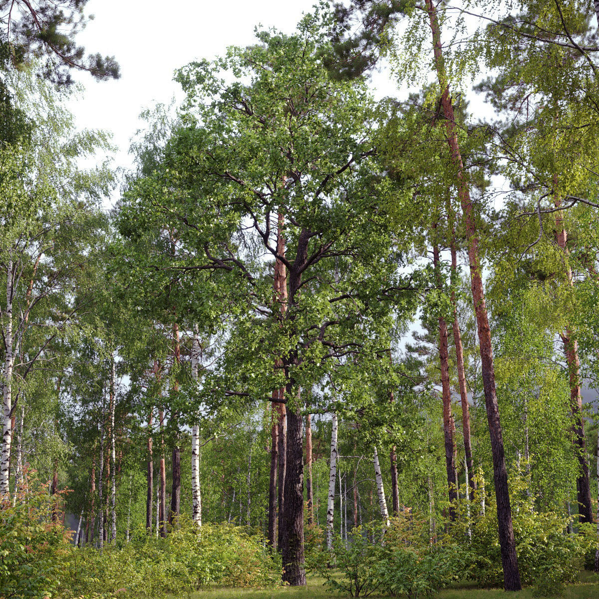 Oak-tree 05  3D model_5