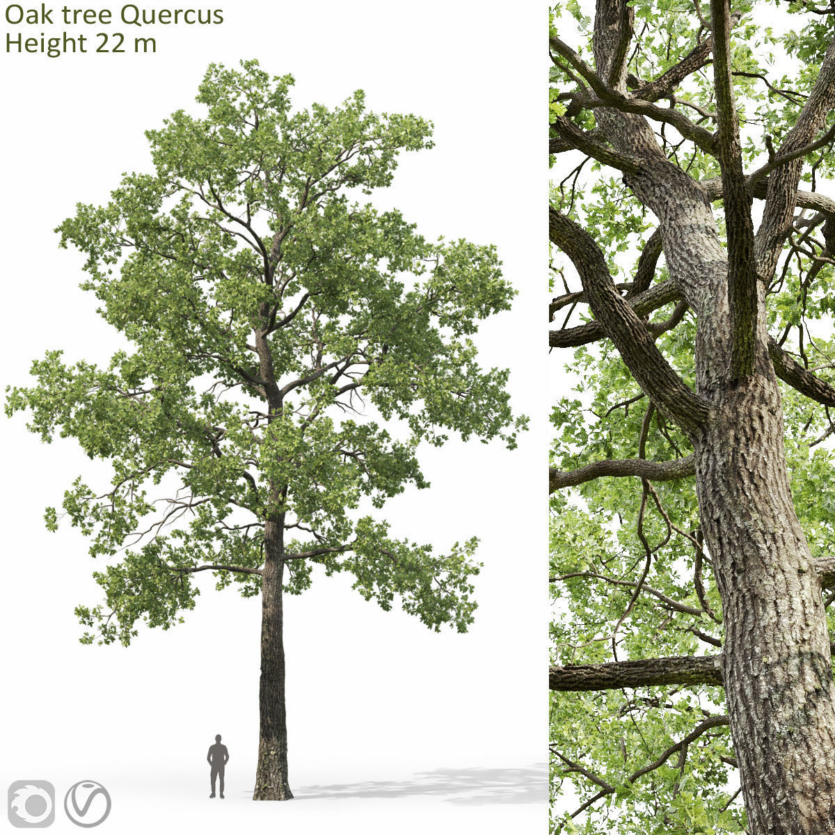 Oak-tree 05  3D model_2