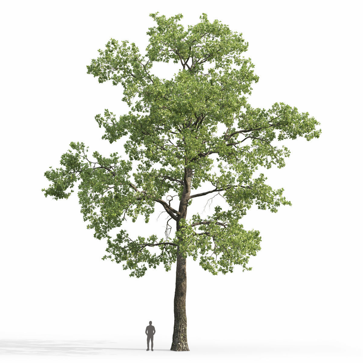 Oak-tree 05  3D model_4