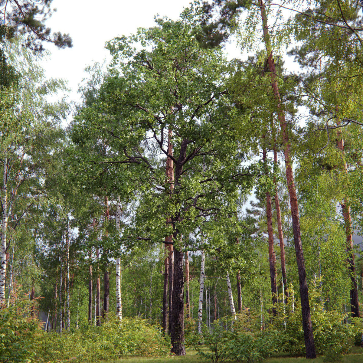 Oak-tree 05  3D model_1