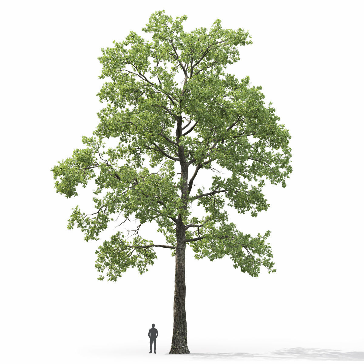 Oak-tree 05  3D model_3