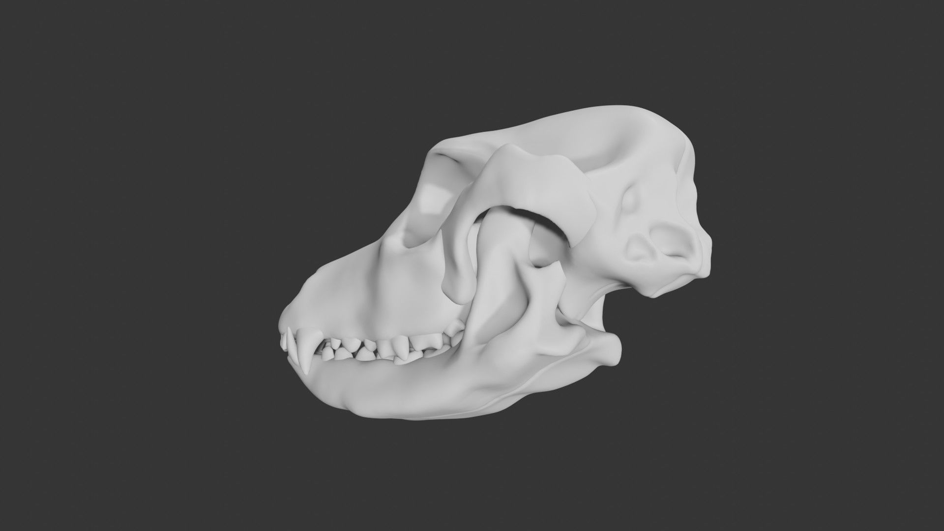 Dog skull Low-poly 3D model_1