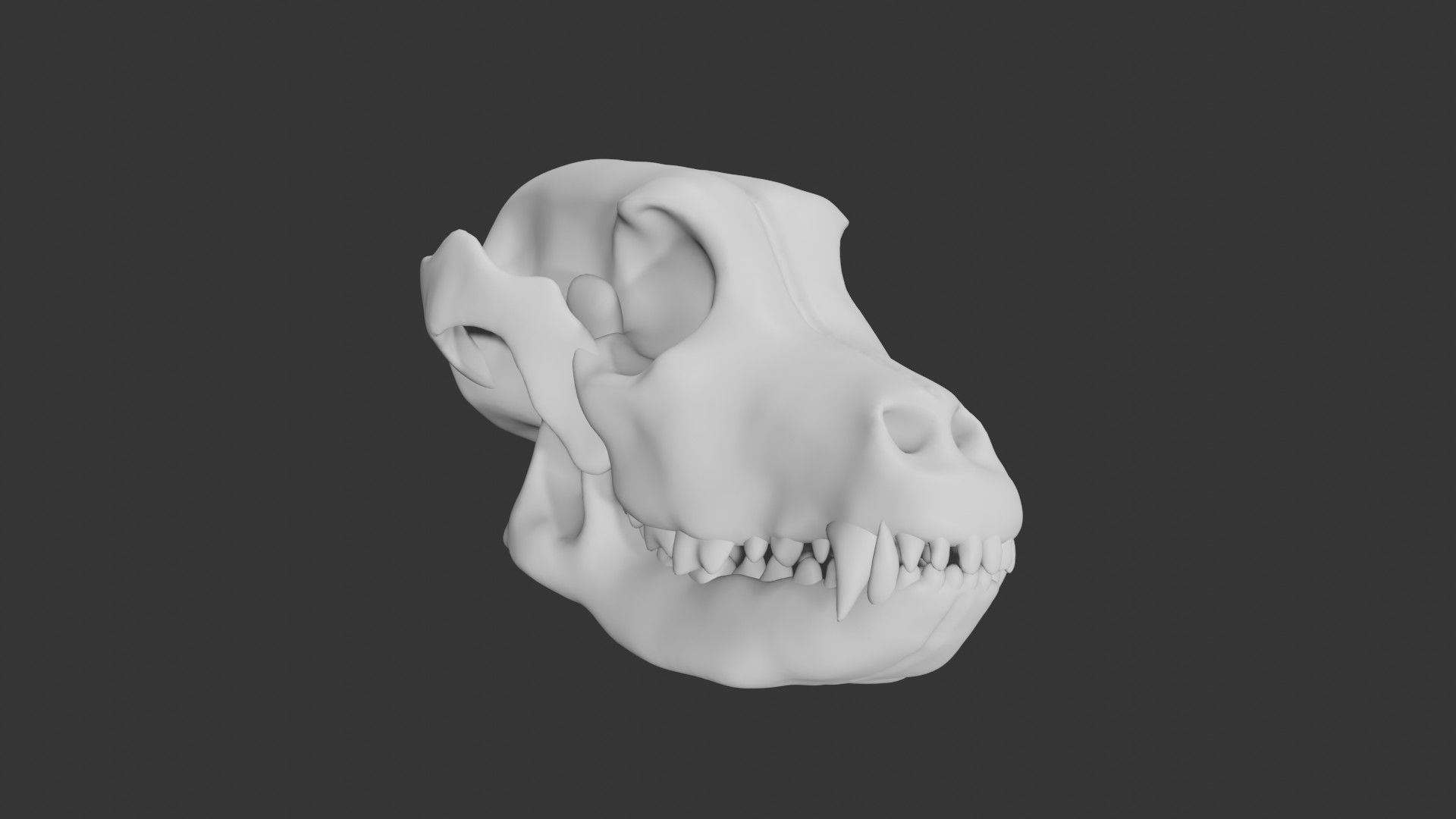 Dog skull Low-poly 3D model_2