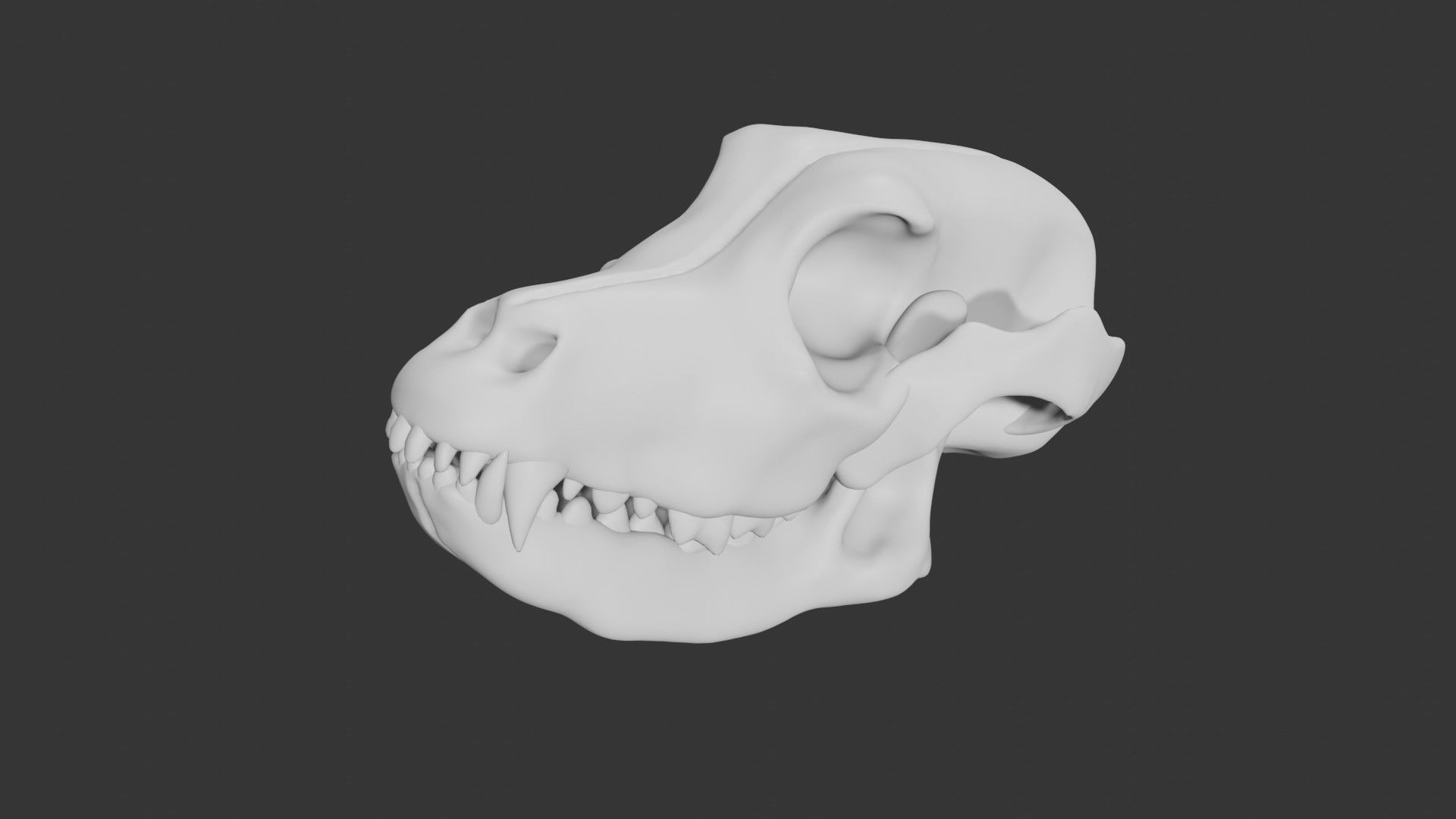Dog skull Low-poly 3D model_5