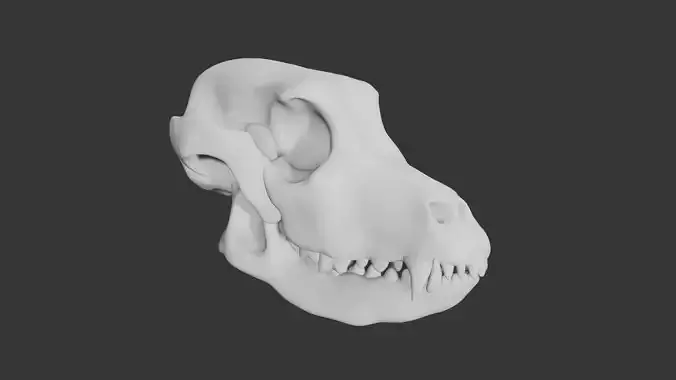 Dog skull