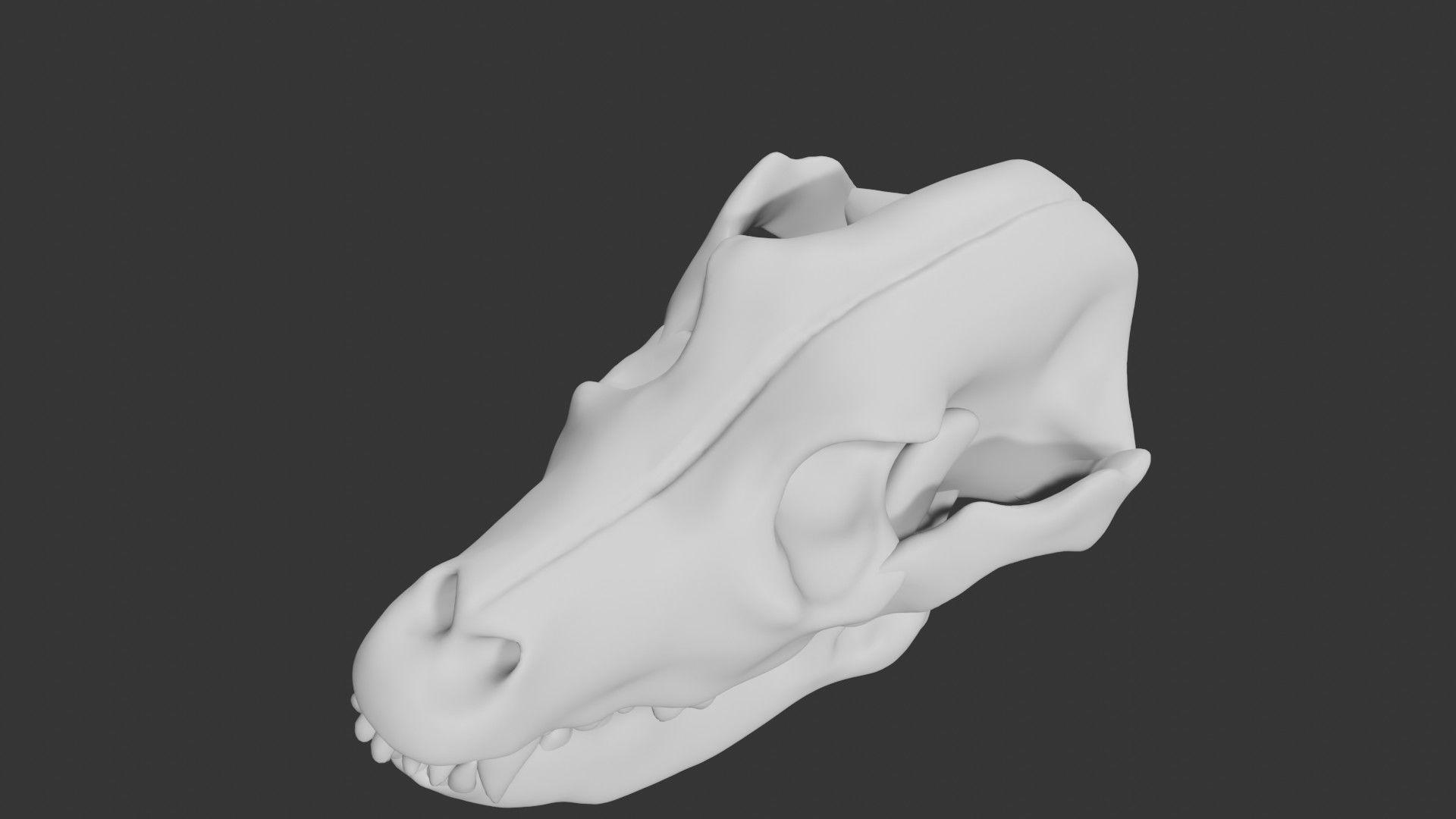 Dog skull Low-poly 3D model_4