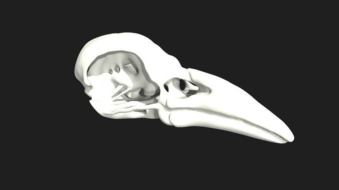 crow skull Low-poly 3D model