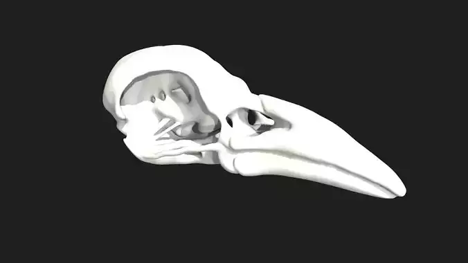 crow skull Low-poly 3D model