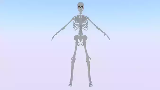 Skeleton of a Man Low-poly 3D model