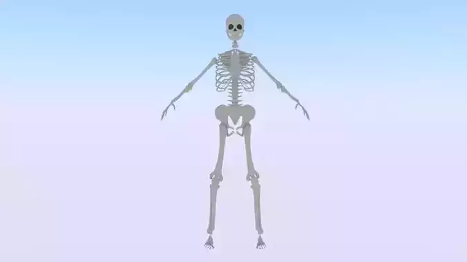 Skeleton of a Woman Low-poly 3D model