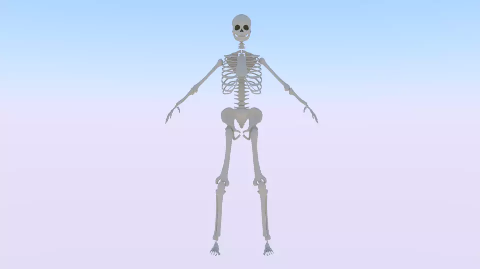 Skeleton of a Woman Low-poly 3D model