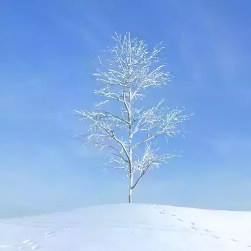 Winter Bare Tree