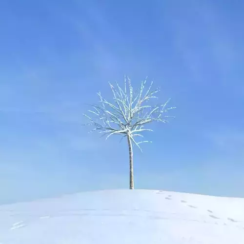 Snowy Bare Tree