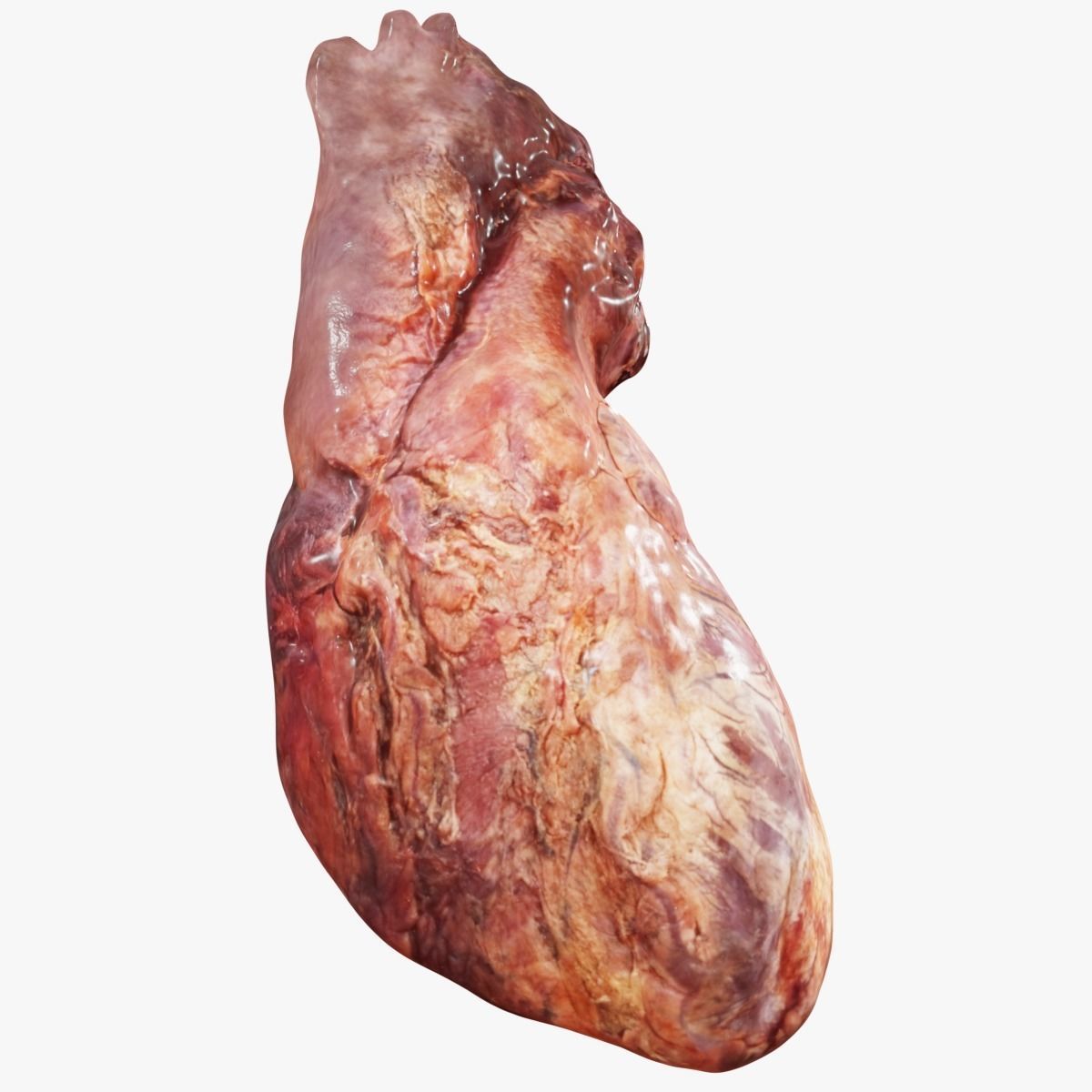 Real Human Heart made from Photogrammetry Low-poly 3D model_22