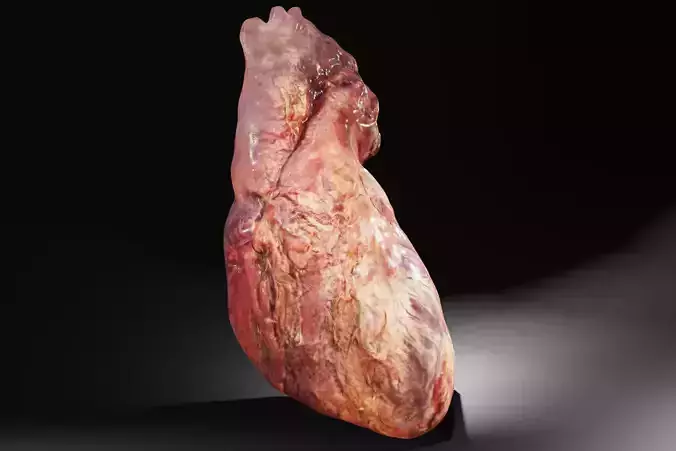 Real Human Heart made from Photogrammetry Low-poly 3D model