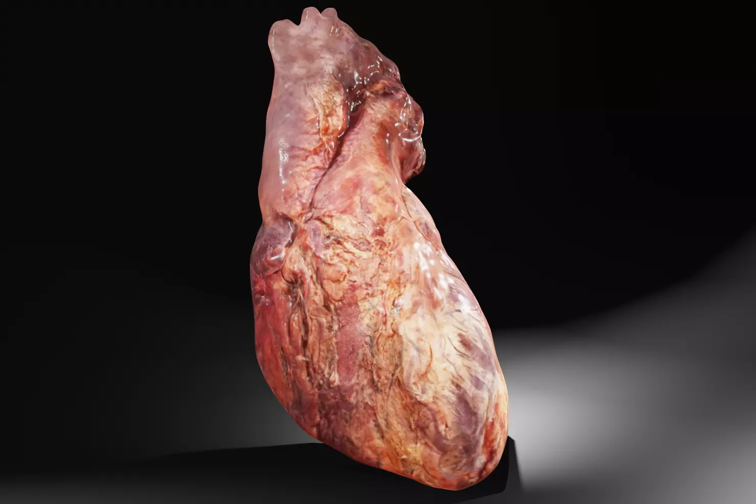 Real Human Heart made from Photogrammetry Low-poly 3D model_0