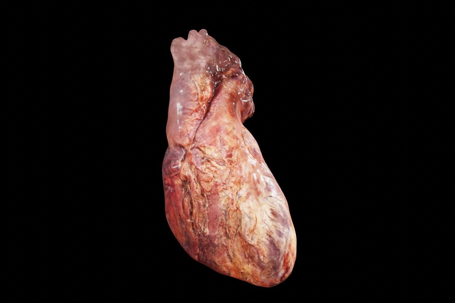 Real Human Heart made from Photogrammetry Low-poly 3D model_5