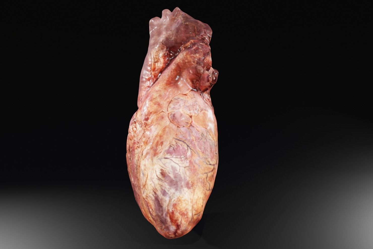Real Human Heart made from Photogrammetry Low-poly 3D model_4