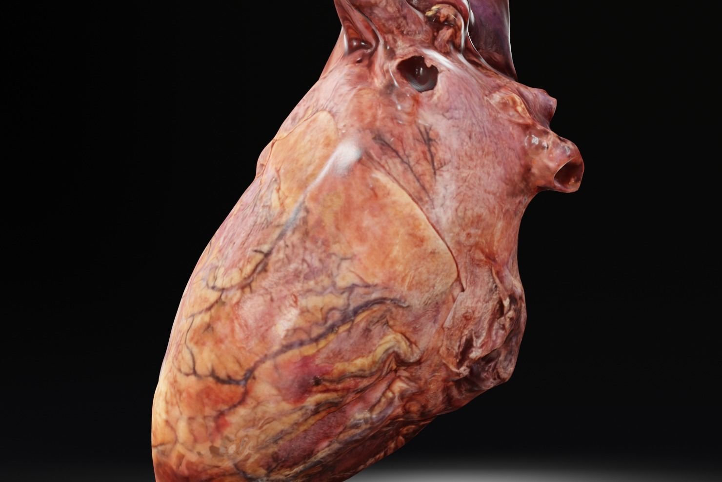 Real Human Heart made from Photogrammetry Low-poly 3D model_15