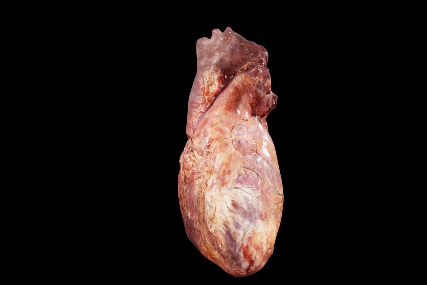 Real Human Heart made from Photogrammetry Low-poly 3D model_10