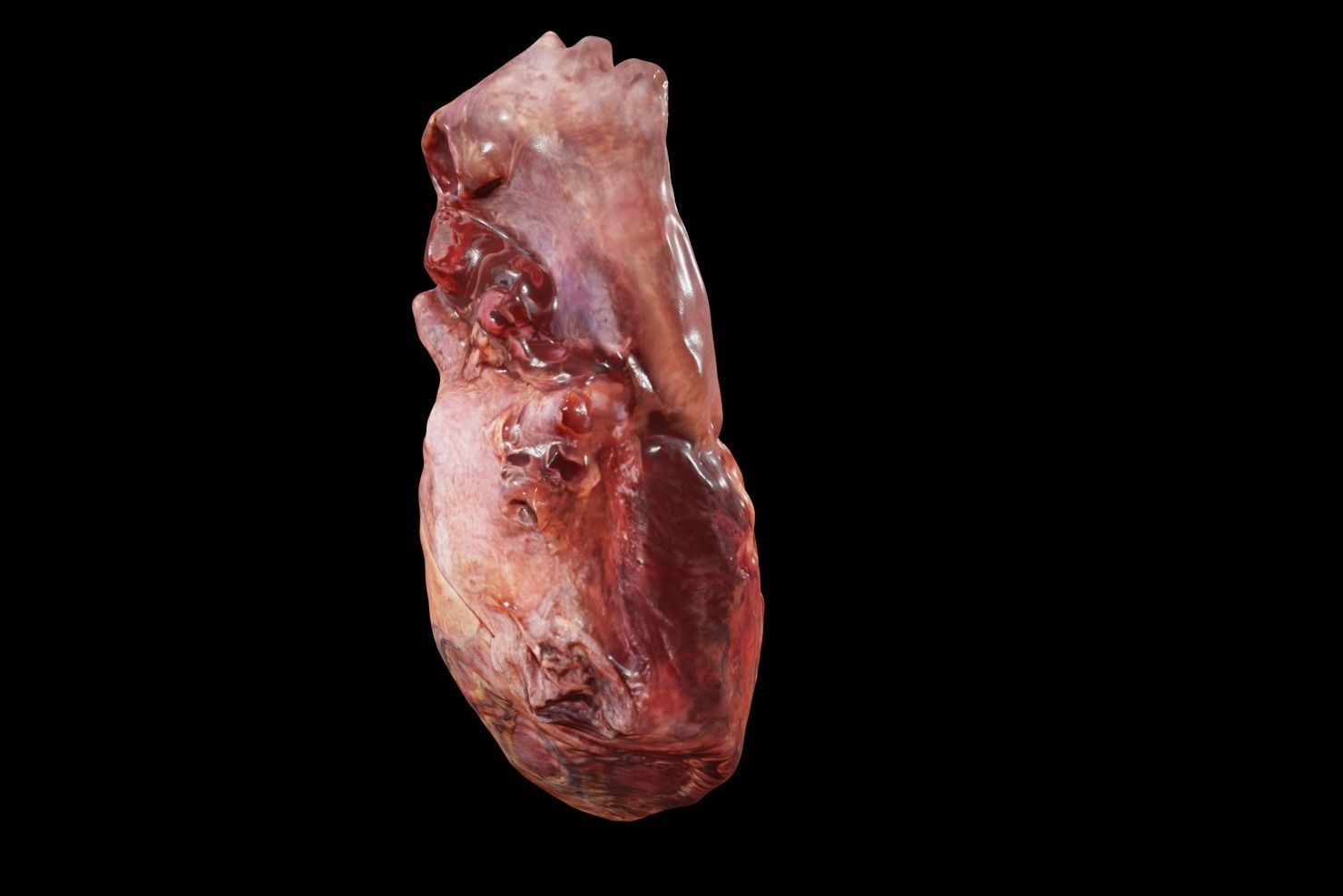 Real Human Heart made from Photogrammetry Low-poly 3D model_7