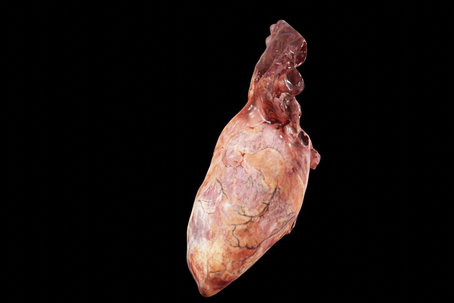Real Human Heart made from Photogrammetry Low-poly 3D model_9