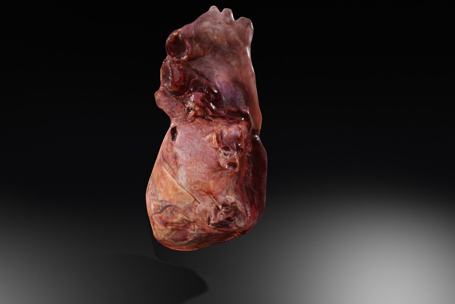 Real Human Heart made from Photogrammetry Low-poly 3D model_19