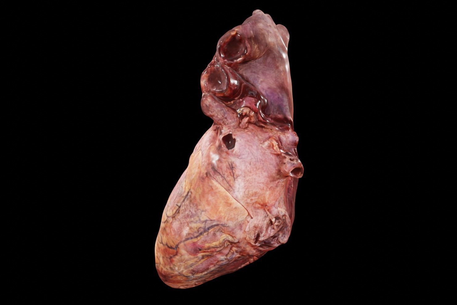 Real Human Heart made from Photogrammetry Low-poly 3D model_8