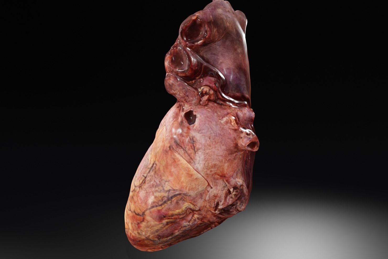 Real Human Heart made from Photogrammetry Low-poly 3D model_16