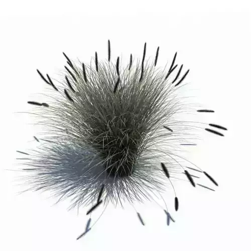Plant Pennisetum Alopecuroides 3D model
