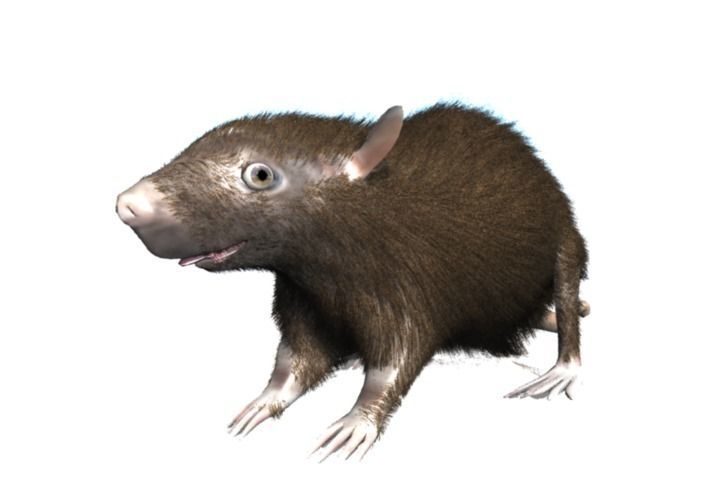 RAT LOWPOLY Low-poly 3D model_6