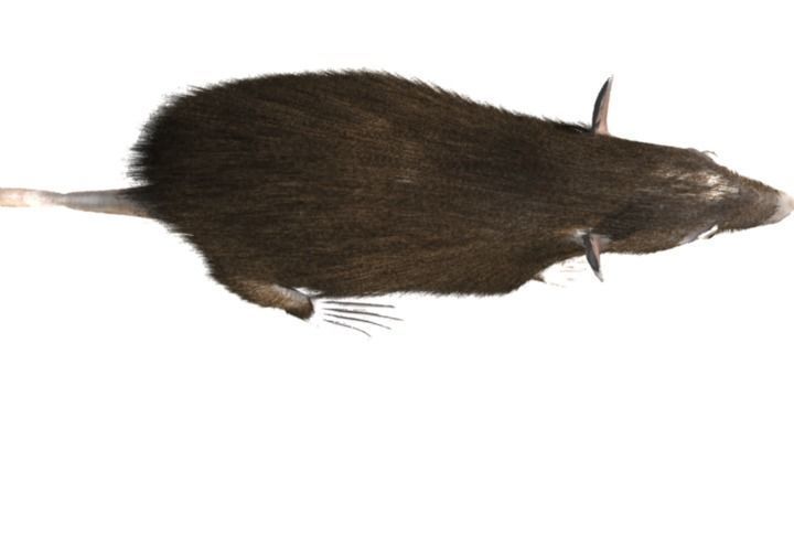 RAT LOWPOLY Low-poly 3D model_5