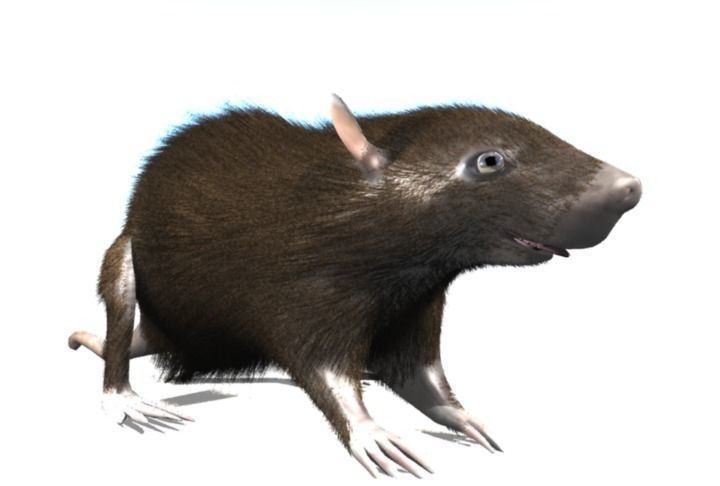 RAT LOWPOLY Low-poly 3D model_13
