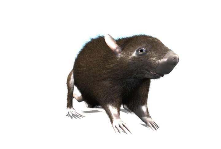 RAT LOWPOLY Low-poly 3D model_11