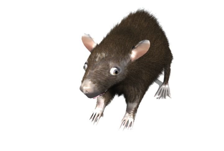 RAT LOWPOLY Low-poly 3D model_15