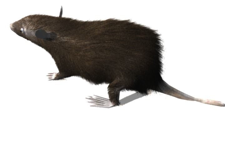RAT LOWPOLY Low-poly 3D model_4