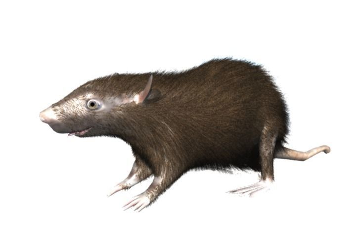 RAT LOWPOLY Low-poly 3D model_7