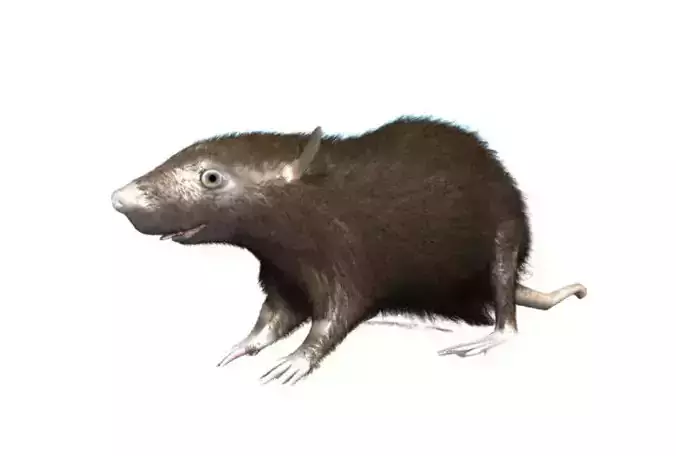 RAT LOWPOLY