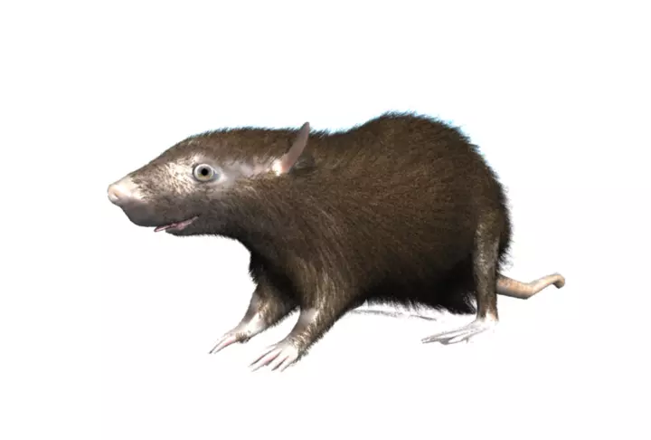 RAT LOWPOLY Low-poly 3D model_0