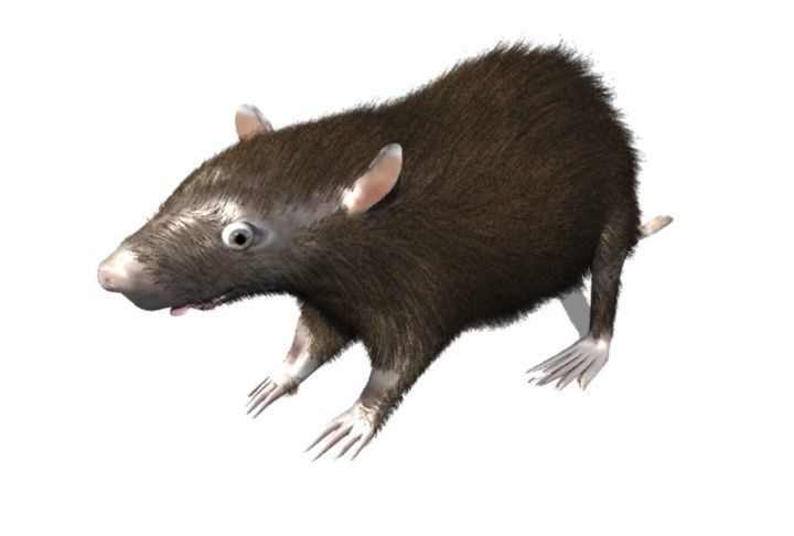 RAT LOWPOLY Low-poly 3D model_12