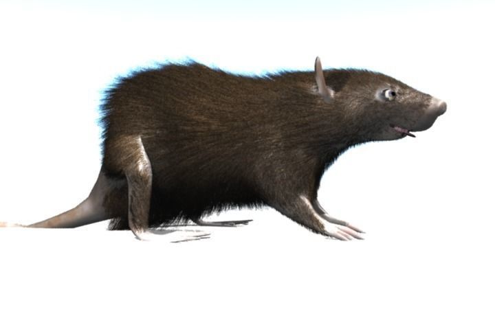 RAT LOWPOLY Low-poly 3D model_16