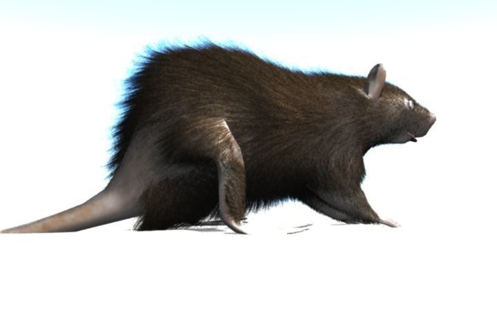 RAT LOWPOLY Low-poly 3D model_3