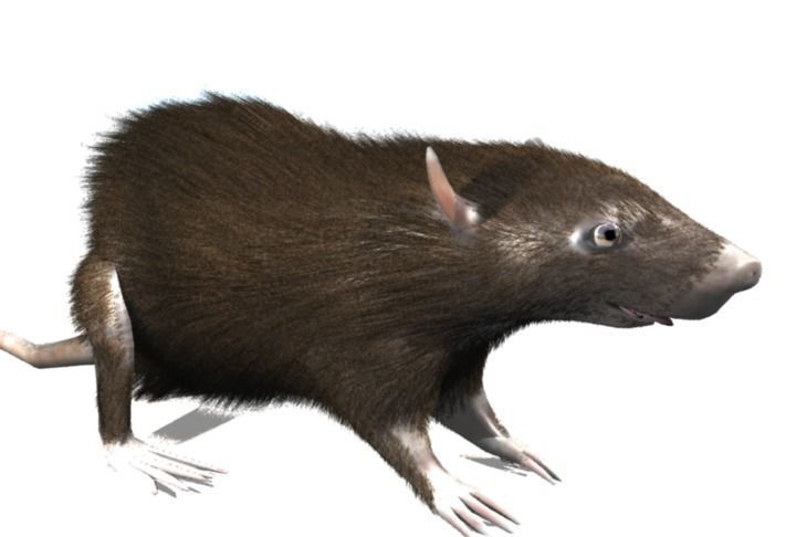 RAT LOWPOLY Low-poly 3D model_10